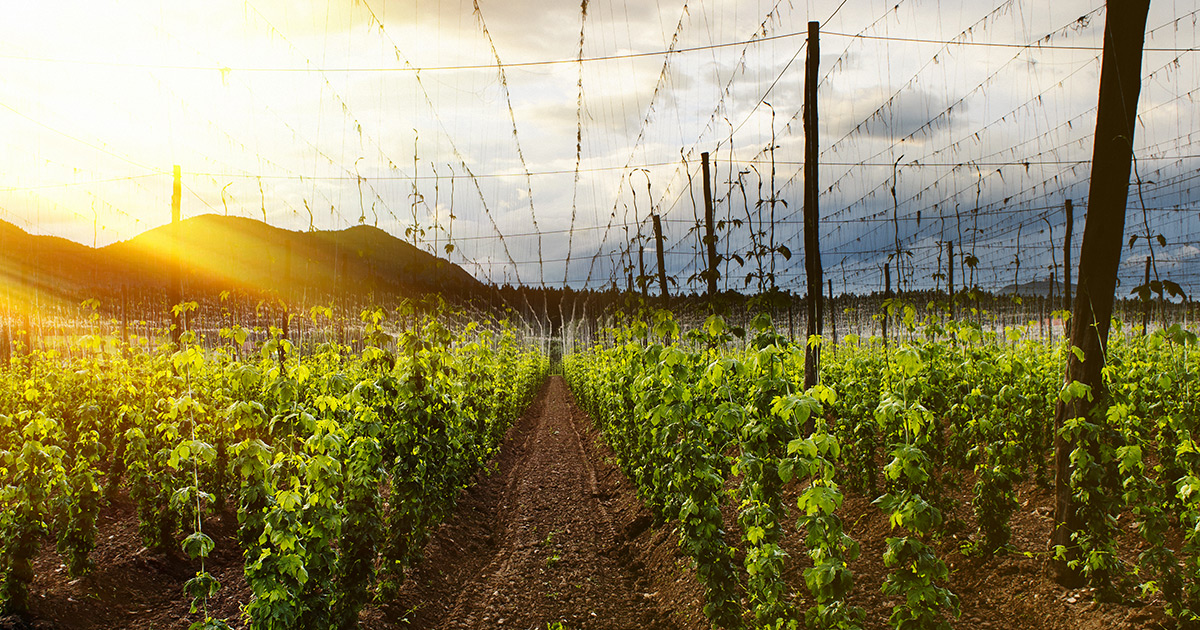 Hopsteiner Has Brewed Up Seven New Hop Varieties