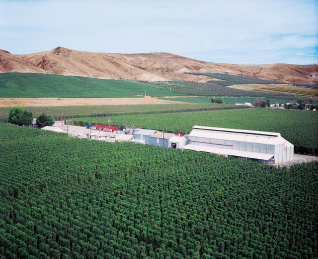 Emerald Hop Ranch From Hopsteiner