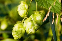 Hops on a vine