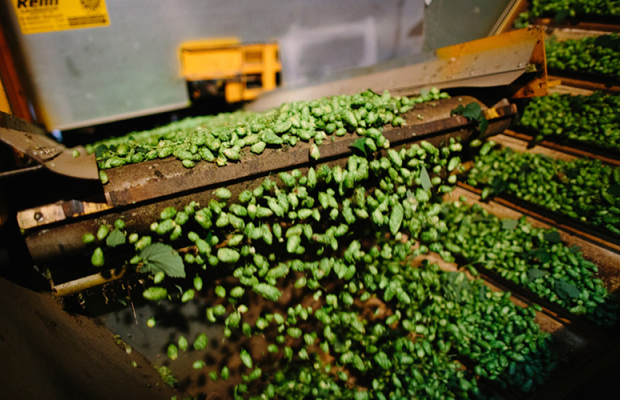 Record breaking hop harvest