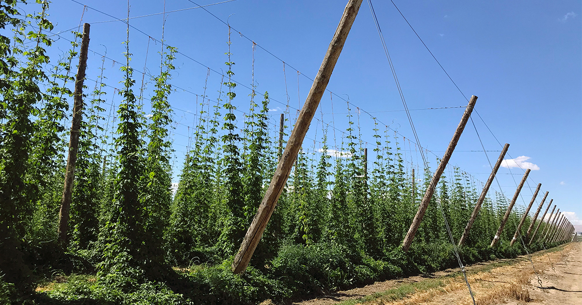 Hop yard featuring Lemondrop™ hops