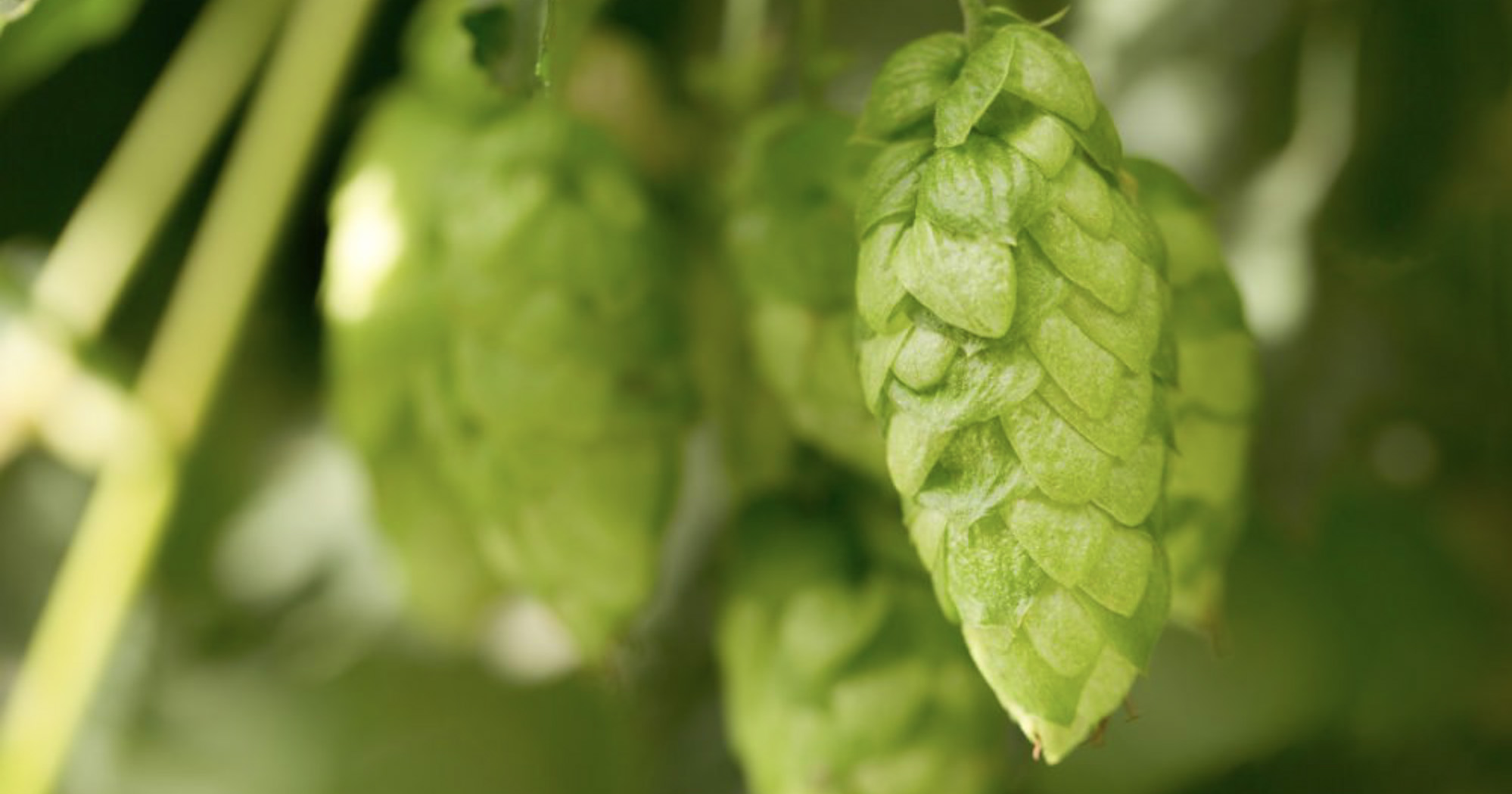 The Colorado Brewers Guild Experiments with New Hopsteiner Hops for Symposium Ale